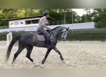 Westfaliano, Caballo castrado, 5 años, 167 cm