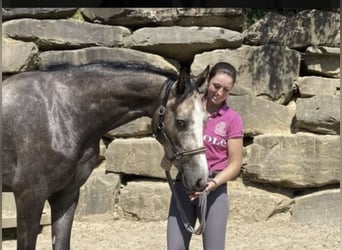 Westfaliano, Caballo castrado, 5 años, 167 cm