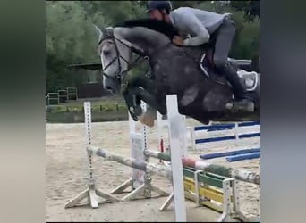 Westfaliano, Caballo castrado, 5 años, 167 cm