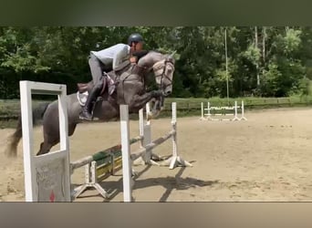 Westfaliano, Caballo castrado, 5 años, 167 cm