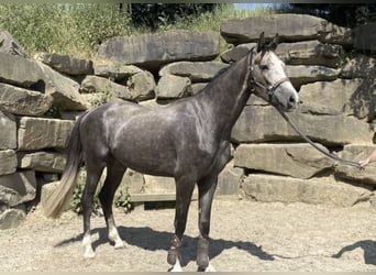 Westfaliano, Caballo castrado, 5 años, 167 cm