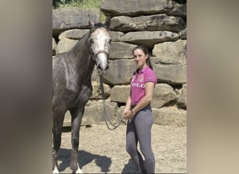 Westfaliano, Caballo castrado, 5 años, 167 cm