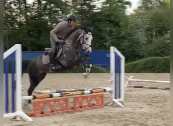 Westfaliano, Caballo castrado, 5 años, 167 cm