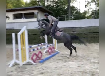 Westfaliano, Caballo castrado, 5 años, 167 cm