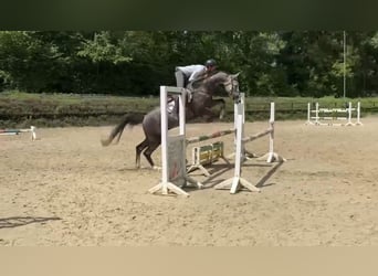 Westfaliano, Caballo castrado, 5 años, 167 cm