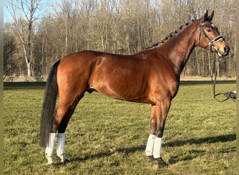 Westfaliano, Caballo castrado, 5 años, 167 cm, Castaño