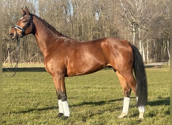 Westfaliano, Caballo castrado, 5 años, 167 cm, Castaño