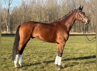 Westfaliano, Caballo castrado, 5 años, 167 cm, Castaño