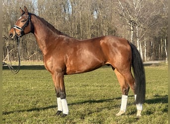 Westfaliano, Caballo castrado, 5 años, 167 cm, Castaño