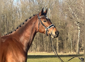 Westfaliano, Caballo castrado, 5 años, 167 cm, Castaño