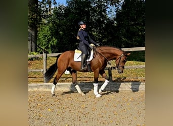 Westfaliano, Caballo castrado, 5 años, 167 cm, Castaño