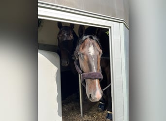 Westfaliano, Caballo castrado, 5 años, 167 cm, Castaño