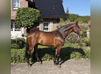 Westfaliano, Caballo castrado, 5 años, 167 cm, Castaño