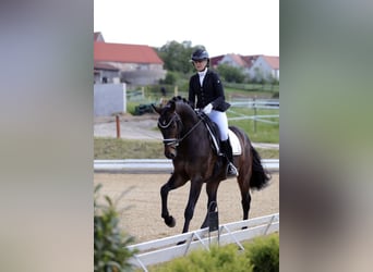 Westfaliano, Caballo castrado, 5 años, 167 cm, Castaño oscuro