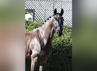 Westfaliano, Caballo castrado, 5 años, 167 cm, Negro