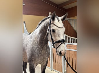 Westfaliano, Caballo castrado, 5 años, 167 cm, Tordo