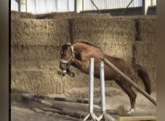 Westfaliano, Caballo castrado, 5 años, 168 cm, Alazán