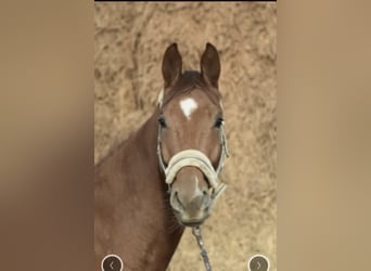 Westfaliano, Caballo castrado, 5 años, 168 cm, Alazán