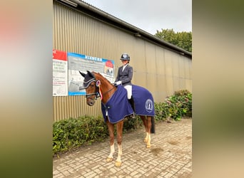 Westfaliano, Caballo castrado, 5 años, 168 cm, Alazán-tostado