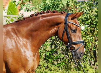 Westfaliano, Caballo castrado, 5 años, 168 cm, Alazán-tostado