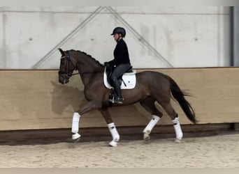 Westfaliano, Caballo castrado, 5 años, 168 cm, Alazán-tostado