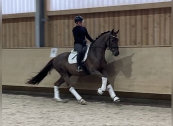 Westfaliano, Caballo castrado, 5 años, 168 cm, Alazán-tostado