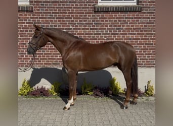 Westfaliano, Caballo castrado, 5 años, 168 cm, Alazán-tostado