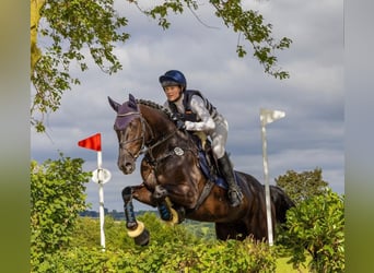 Westfaliano, Caballo castrado, 5 años, 168 cm, Castaño