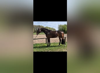 Westfaliano, Caballo castrado, 5 años, 168 cm, Castaño