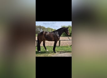 Westfaliano, Caballo castrado, 5 años, 168 cm, Castaño