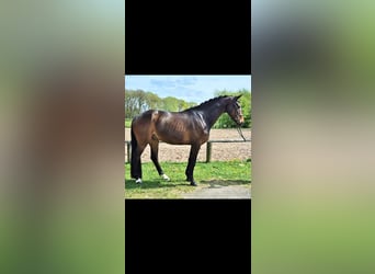 Westfaliano, Caballo castrado, 5 años, 168 cm, Castaño