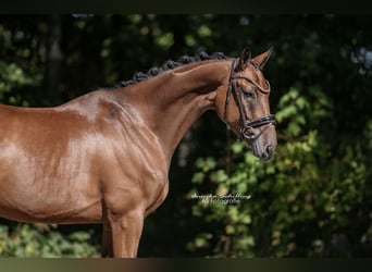 Westfaliano, Caballo castrado, 5 años, 168 cm, Castaño