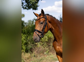 Westfaliano, Caballo castrado, 5 años, 168 cm, Castaño