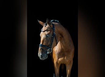 Westfaliano, Caballo castrado, 5 años, 168 cm, Castaño