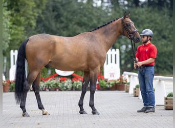 Westfaliano, Caballo castrado, 5 años, 168 cm, Castaño