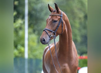 Westfaliano, Caballo castrado, 5 años, 168 cm, Castaño