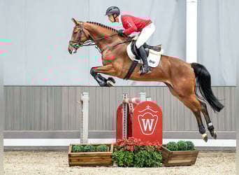 Westfaliano, Caballo castrado, 5 años, 168 cm, Castaño
