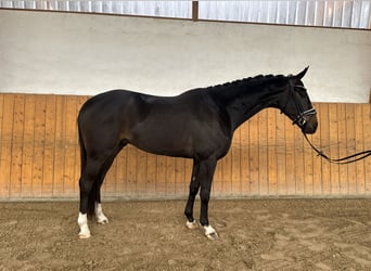 Westfaliano, Caballo castrado, 5 años, 168 cm, Morcillo