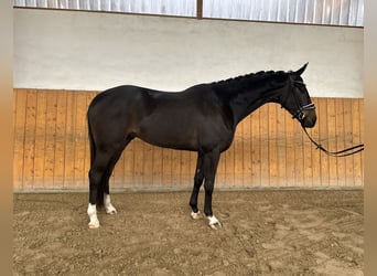 Westfaliano, Caballo castrado, 5 años, 168 cm, Morcillo