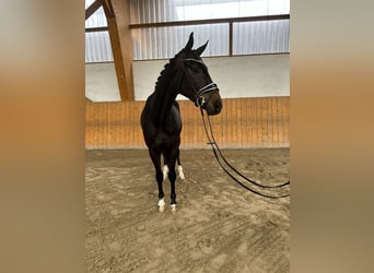 Westfaliano, Caballo castrado, 5 años, 168 cm, Morcillo