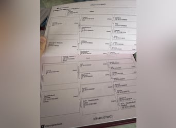 Westfaliano, Caballo castrado, 5 años, 168 cm, Tordo