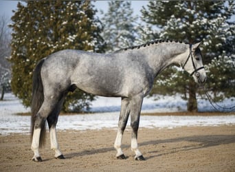 Westfaliano, Caballo castrado, 5 años, 168 cm, Tordo