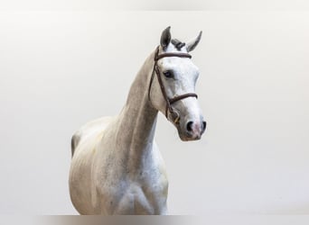 Westfaliano, Caballo castrado, 5 años, 168 cm, Tordo