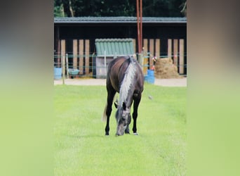 Westfaliano, Caballo castrado, 5 años, 168 cm, Tordo rodado