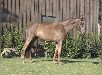 Westfaliano, Caballo castrado, 5 años, 169 cm, Alazán-tostado