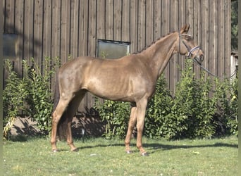 Westfaliano, Caballo castrado, 5 años, 169 cm, Alazán-tostado