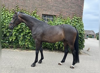 Westfaliano, Caballo castrado, 5 años, 169 cm, Castaño