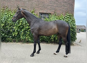 Westfaliano, Caballo castrado, 5 años, 169 cm, Castaño
