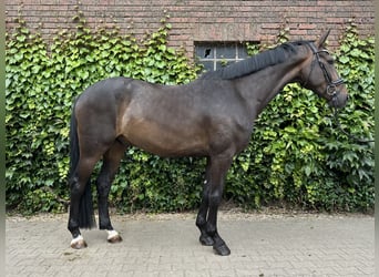 Westfaliano, Caballo castrado, 5 años, 169 cm, Castaño