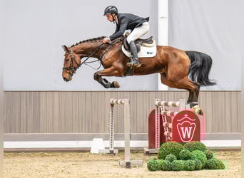Westfaliano, Caballo castrado, 5 años, 169 cm, Castaño